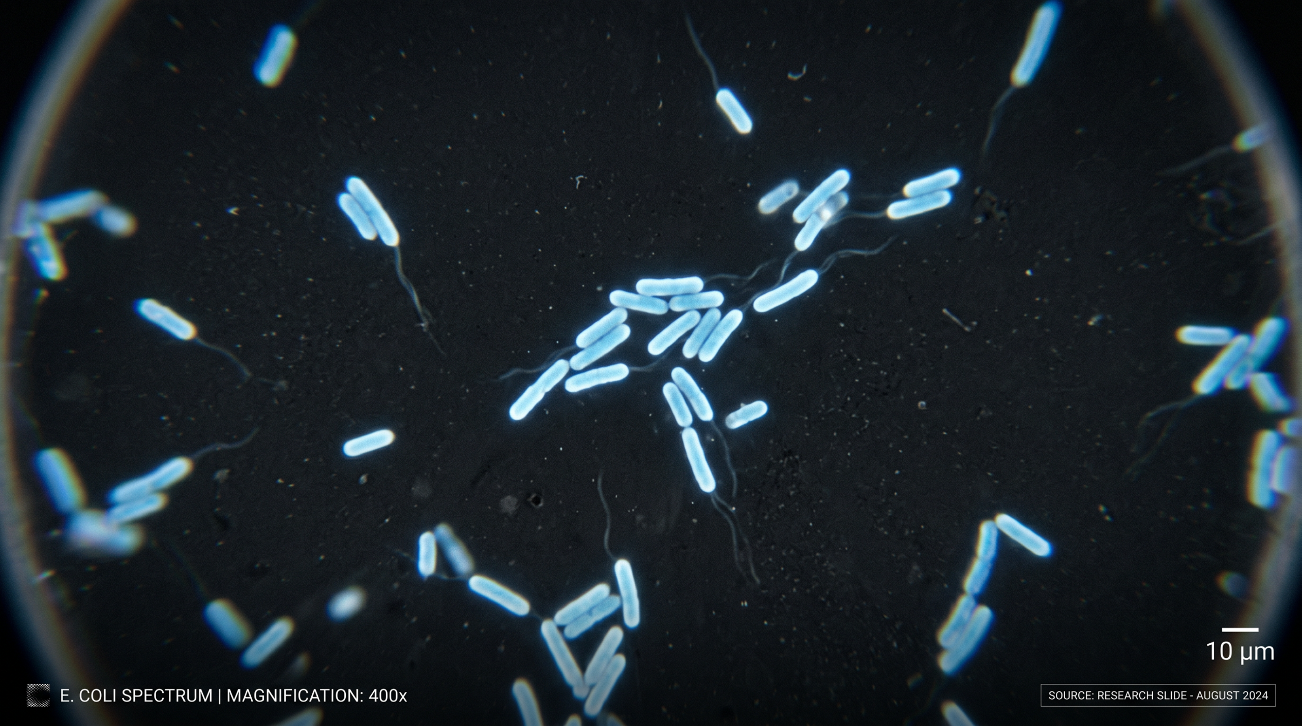 Bacteria